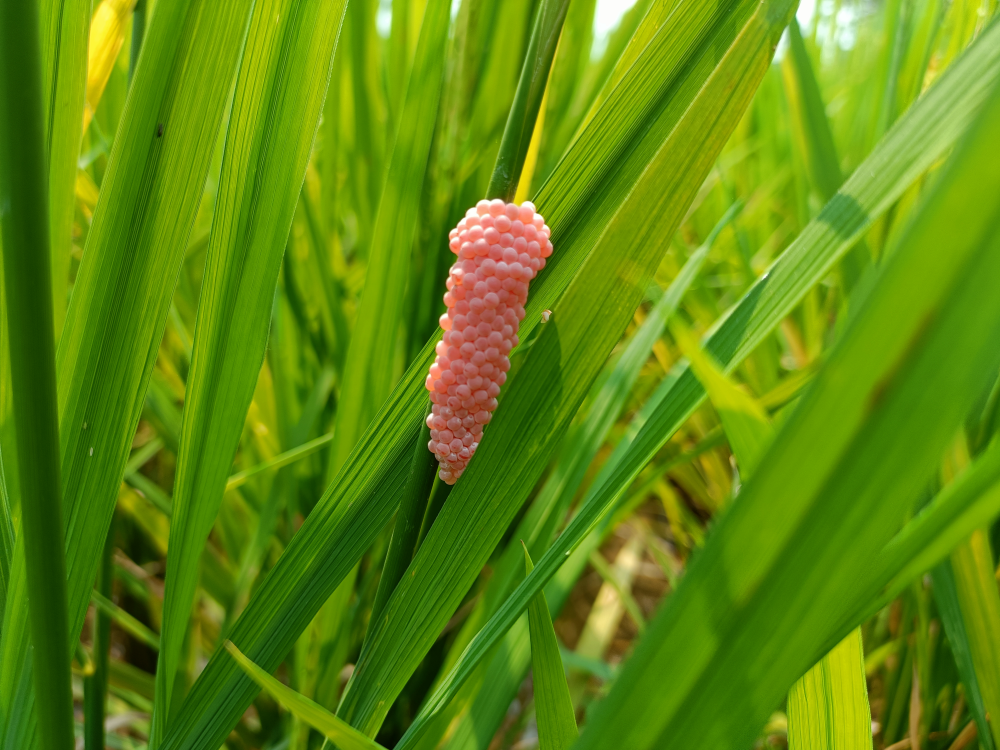 apple snail eggs look like a cluster of pink boba beads on a reed apple snail eggs look like a cluster of pink boba beads on a reed
